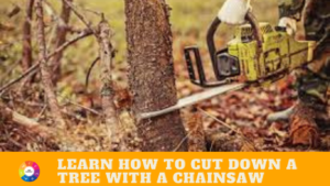 Learn How To Cut Down A Tree With A Chainsaw